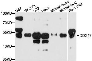 Western blot analysis of extracts of various cell lines, using DDX47 antibody. (DDX47 anticorps  (AA 186-455))