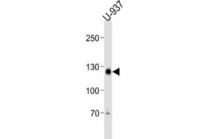Western Blotting (WB) image for anti-Shugoshin-Like 2 (SGOL2) antibody (ABIN3001311) (SGOL2 anticorps)
