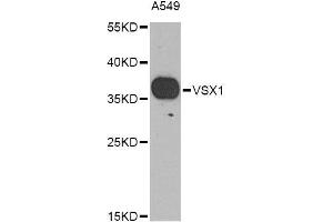 Western blot analysis of extracts of A-549 cells, using VSX1 Antibody (ABIN6003532) at 1/1000 dilution. (VSX1 anticorps)