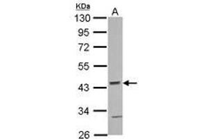 Image no. 1 for anti-Actin-Related Protein 10 Homolog (ACTR10) (AA 167-417) antibody (ABIN1496448) (ACTR10 anticorps  (AA 167-417))