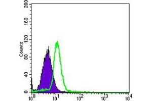 Flow cytometric analysis of HL-60 cells using TNFRSF11B mouse mAb (green) and negative control (purple).