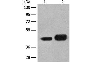 Western blot analysis of A172 and HEPG2 cell lysates using EN1 Polyclonal Antibody at dilution of 1:300