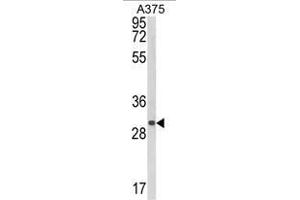 Western blot analysis of CTHRC1 Antibody (N-term) in A375 cell line lysates (35ug/lane). (CTHRC1 anticorps  (N-Term))