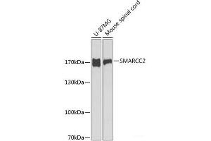 Western blot analysis of extracts of various cell lines using SMARCC2 Polyclonal Antibody at dilution of 1:1000. (SMARCC2 anticorps)