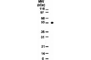 Osteoprotegerin (OPG) mAb tested by Western blot.