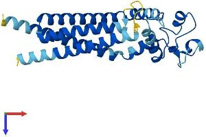 Tetraspanin 4 (TSPAN4) (AA 1-238) protein (His tag)
