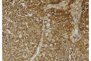 ABIN6272932 at 1/100 staining Human pancreas tissue by IHC-P.