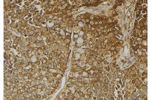 ABIN6272932 at 1/100 staining Human pancreas tissue by IHC-P. (SULT4A1 anticorps  (C-Term))
