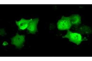 Immunofluorescence (IF) image for anti-Chromosome 21 Open Reading Frame 59 (C21orf59) antibody (ABIN1497042) (C21orf59 anticorps)