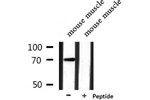 Western blot analysis of extracts from mouse muscle, using PAOX Antibody.