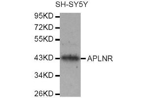Western Blotting (WB) image for anti-Apelin Receptor (APLNR) antibody (ABIN1871024) (Apelin Receptor anticorps)