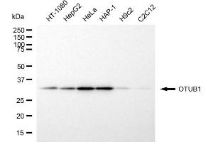 anti-OTU Domain, Ubiquitin Aldehyde Binding 1 (OTUB1) antibody