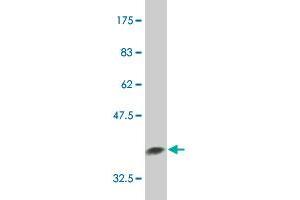 Western Blot detection against Immunogen (36.