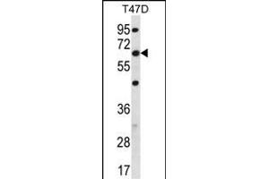 anti-Family with Sequence Similarity 83, Member D (FAM83D) (AA 357-385), (C-Term) antibody