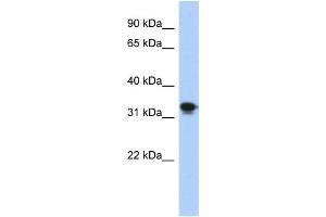 Western Blotting (WB) image for anti-Centromere Protein P (CENPP) antibody (ABIN2459748) (CENPP anticorps)
