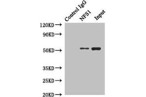 Immunoprecipitating NFS1 in Hela whole cell lysate Lane 1: Rabbit control IgG instead of (1 μg) instead of ABIN7149015 in Hela whole cell lysate.