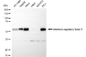 Western blotting analysis using Interferon regulatory factor 3 antibody (ABIN7799086). (Recombinant IRF3 anticorps)