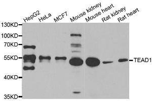 Western blot analysis of extracts of various cell lines, using TEAD1 antibody. (TEAD1 anticorps  (AA 135-215))