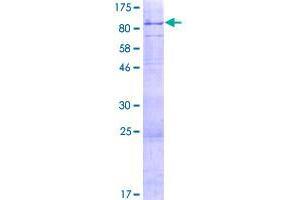 Image no. 1 for Gap Junction Protein, alpha 10, 62kDa (GJa10) (AA 1-543) protein (GST tag) (ABIN1355130)