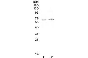 Western blot testing of human 1) HeLa and 2) HepG2 cell lysate with CLPX antibody at 0. (CLPX anticorps)