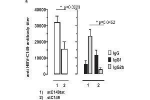 Induction of HBV core-specific antibodies in mice.