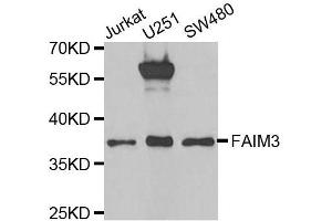 Western blot analysis of extracts of various cell lines, using FAIM3 antibody. (FAIM3 anticorps  (AA 18-251))