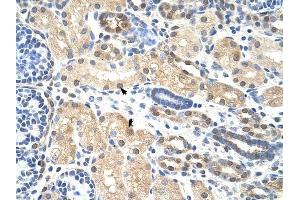 PRMT5 antibody was used for immunohistochemistry at a concentration of 4-8 ug/ml to stain Epithelial cells of renal tubule (arrows) in Human Kidney. (PRMT5 anticorps  (N-Term))