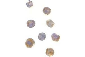 Immunocytochemistry of TOR in L1210 cells with this product at 2 μg/ml.