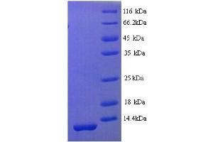 ISK3 (AA 24-80) protein (His tag)