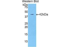Western Blotting (WB) image for anti-Lactotransferrin (LTF) (AA 63-193) antibody (ABIN1078262)