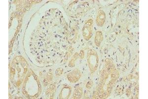 Immunohistochemistry of paraffin-embedded human kidney tissue using ABIN7151925 at dilution of 1:100 (EMP1 anticorps  (AA 22-66))