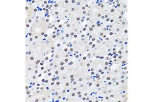 Immunohistochemistry of paraffin-embedded rat kidney using BIRC7 antibody. (BIRC7 anticorps)