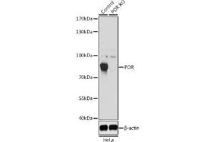 Western blot analysis of extracts from normal (control) and POR knockout (KO) HeLa cells using POR Polyclonal Antibody at dilution of 1:1000. (POR anticorps)