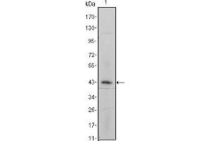 Western blot analysis using ITGA5 mouse mAb against ITGA5-hIgGFc transfected HEK293 cell lysate.
