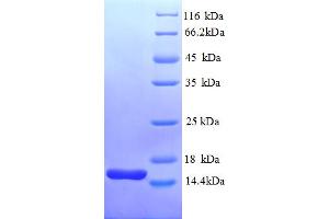 THIO (AA 2-109) protein (His tag)