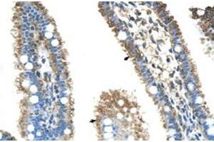 Immunohistochemical staining (Formalin-fixed paraffin-embedded sections) of human intestine with ALDH4A1 polyclonal antibody  at 4-8 ug/mL working concentration. (ALDH4A1 anticorps  (N-Term))