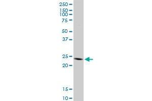 TNFSF18 MaxPab rabbit polyclonal antibody.
