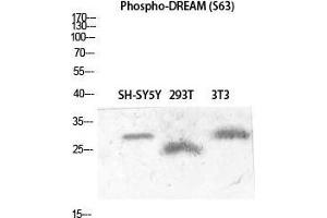 anti-DREAM (pSer63) antibody