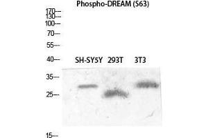 Western Blot (WB) analysis of SH-SY5Y 293T 3T3 lysis using Phospho-DREAM (S63) antibody. (DREAM (pSer63) anticorps)