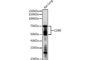 Western blot analysis of extracts of Rat lung, using CD80 antibody (ABIN7266220) at 1:1000 dilution. (CD80 anticorps  (AA 1-100))