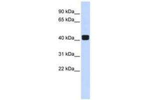 Image no. 1 for anti-TRIO and F-Actin Binding Protein (TRIOBP) (AA 144-193) antibody (ABIN6742513) (TRIOBP anticorps  (AA 144-193))
