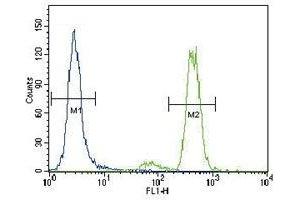 PKC alpha antibody flow cytometric analysis of HeLa cells (green) compared to a negative control (blue). (PKC alpha anticorps  (AA 299-329))