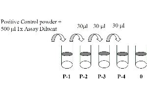Mitogen-Activated Protein Kinase Kinase 1 (MAP2K1) ELISA Kit