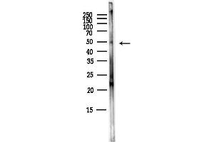Western blot analysis of lysates from Mouse brain, using PAX3 Antibody at 1/1000 dilution.