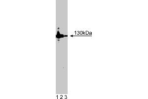 Western Blotting (WB) image for anti-Nitric Oxide Synthase 2, Inducible (NOS2) (AA 961-1144) antibody (ABIN967964)