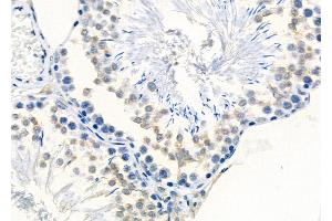 ABIN6261180 and ABIN6278834 at 1/100 staining Rat testis tissue by IHC-P. (COX1 anticorps  (C-Term))