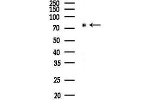 Western blot analysis of lysates from HUVEC cells, using PRKG1 Antibody at 1/1000 dilution.