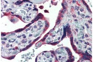 Immunohistochemistry (Formalin/PFA-fixed paraffin-embedded sections) of human placenta tissue with TXNDC4 polyclonal antibody . (ERP44 anticorps  (Internal Region))