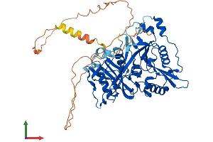 AlphaFold protein structure predicition of Mouse Recombinant Nmt2 Protein, UniprotID O70311
