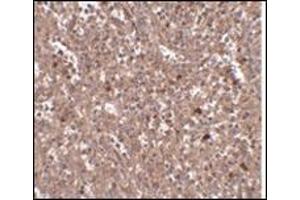 Immunohistochemistry of PIG-Y in human spleen tissue with this product at 2. (PIGY anticorps  (Center))